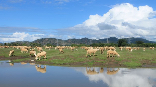  4 cánh đồng chăn cừu đẹp đến mê hồn ở Việt Nam